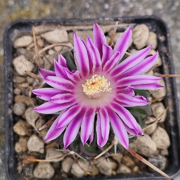 Stenocactus crispatus